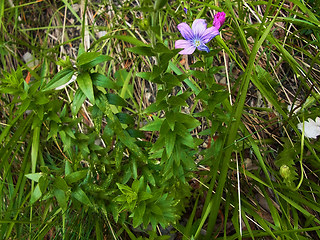 Linum viscosum