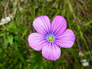 Linum viscosum