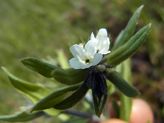 Lithospermum arvense