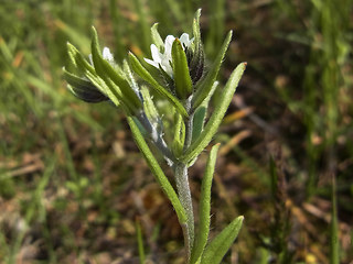 Lithospermum arvense