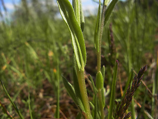 Lithospermum arvense