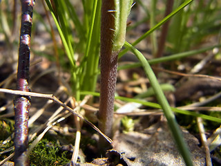 Lithospermum arvense