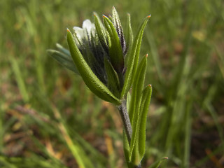 Lithospermum arvense