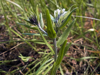 Lithospermum arvense