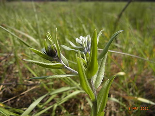 Lithospermum arvense