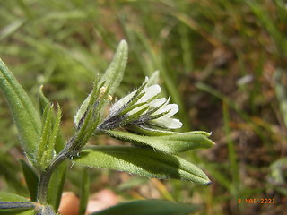 Lithospermum arvense