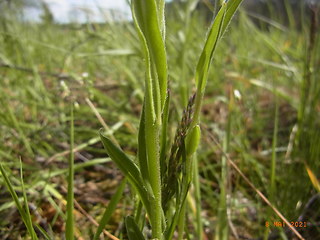 Lithospermum arvense