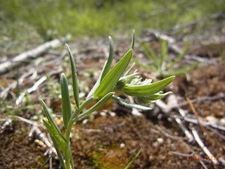 Lithospermum arvense