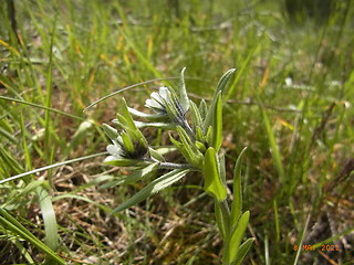 Lithospermum arvense