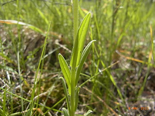 Lithospermum arvense