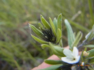 Lithospermum arvense