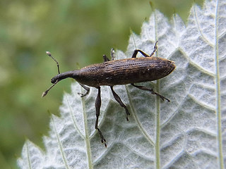 Lixus elongatus