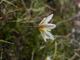 Lloydia serotina