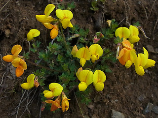 Lotus alpinus