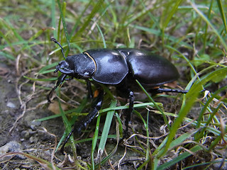 Lucanus cervus