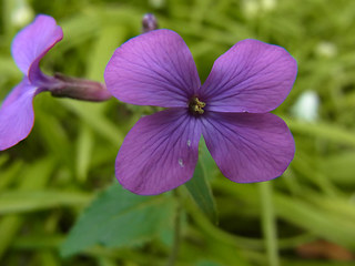 Lunaria annua