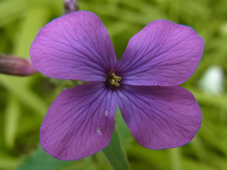 Lunaria annua