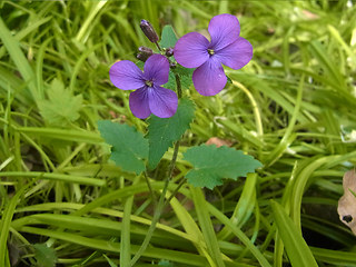 Lunaria annua