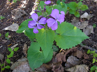 Lunaria annua