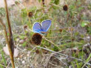 Lycaenidae polyommatinae