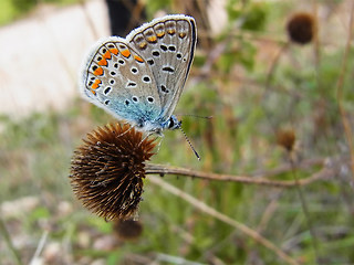 Lycaenidae polyommatinae