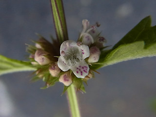 Lycopus europaeus