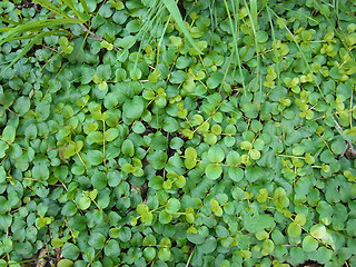 Lysimachia nummularia