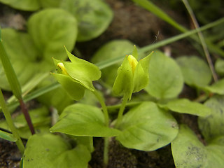 Lysimachia nummularia