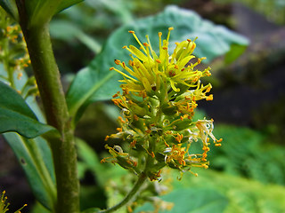 Lysimachia thyrsiflora