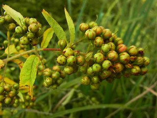 Lysimachia vulgaris