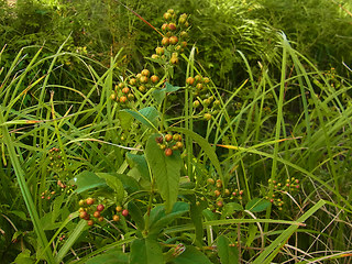 Lysimachia vulgaris