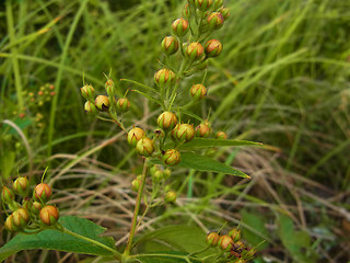 Lysimachia vulgaris