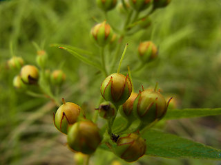 Lysimachia vulgaris