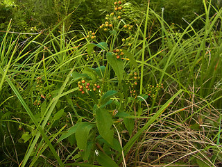 Lysimachia vulgaris