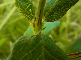 Lysimachia vulgaris