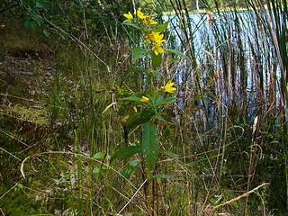 Lysimachia vulgaris