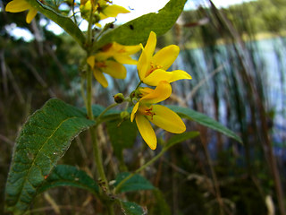 Lysimachia vulgaris