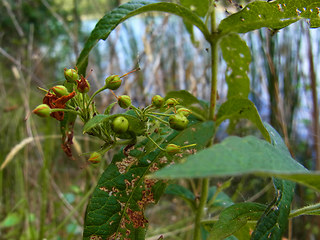 Lysimachia vulgaris