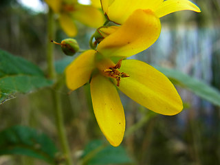 Lysimachia vulgaris