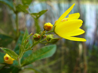 Lysimachia vulgaris