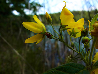 Lysimachia vulgaris