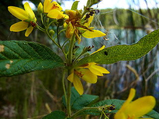 Lysimachia vulgaris