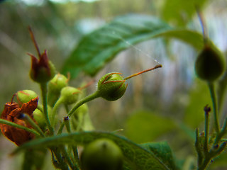 Lysimachia vulgaris