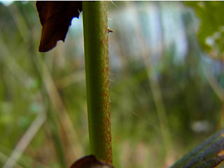 Lysimachia vulgaris