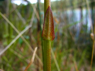 Lysimachia vulgaris