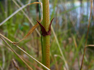 Lysimachia vulgaris