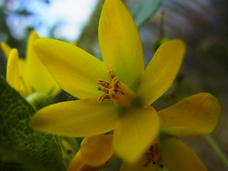 Lysimachia vulgaris