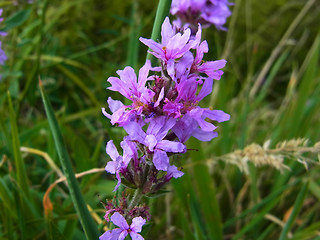 Lythrum salicaria