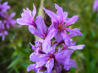 Lythrum salicaria