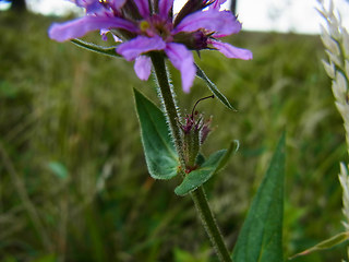 Lythrum salicaria